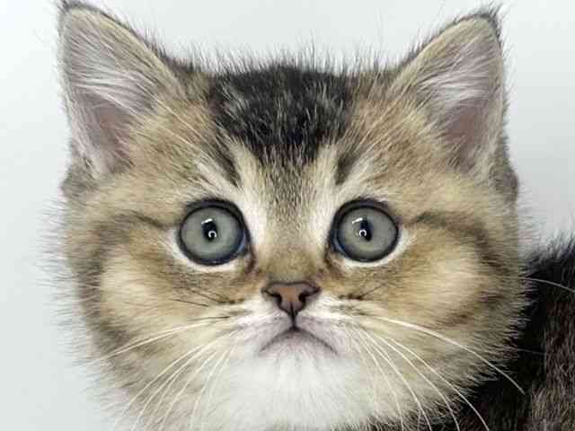 大阪府のブリティッシュショートヘアー (ひごペットフレンドリーいこらもーる泉佐野店/2026年1月30日生まれ/男の子/シェーデットゴールデン)の子猫