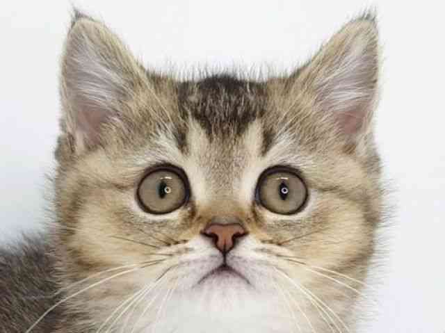 大阪府のブリティッシュショートヘアー (ひごペットフレンドリーいこらもーる泉佐野店/2026年1月30日生まれ/男の子/シェーデットゴールデン)の子猫の1枚目の画像