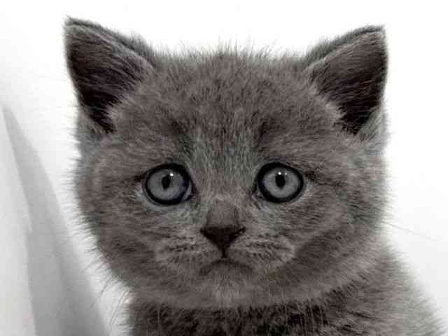 兵庫県のブリティッシュショートヘアー (ひごペットフレンドリーイトーヨーカドー明石店/2026年2月3日生まれ/男の子/ブルー)の子猫の1枚目の画像