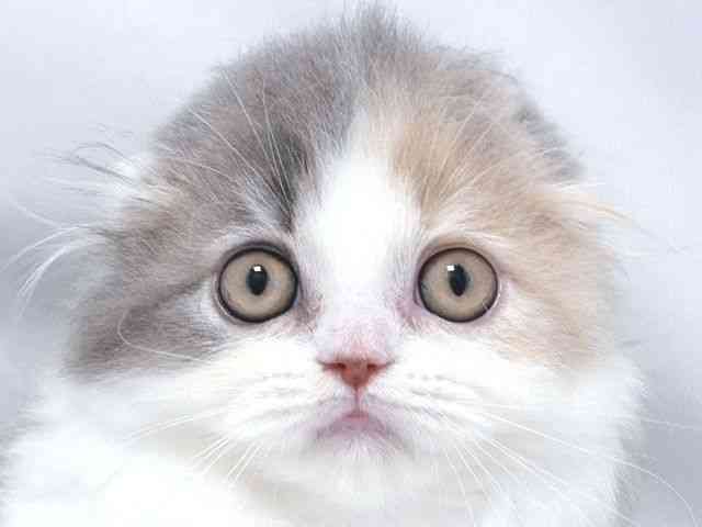 大阪府のスコティッシュフォールド (ひごペットフレンドリー堺プラットプラット店/2026年1月24日生まれ/女の子/ダイリュートキャリコ)の子猫の1枚目の画像