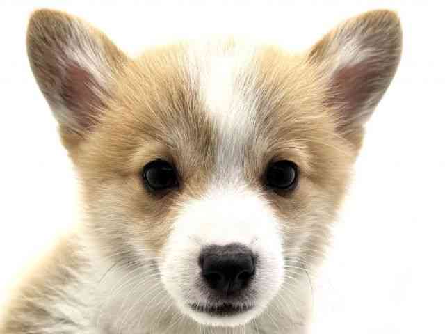 兵庫県のウェルシュコーギーペンブローク (ひごペットフレンドリークラウンパーク伊丹店/2026年2月4日生まれ/男の子/レッドホワイト)の子犬の1枚目の画像