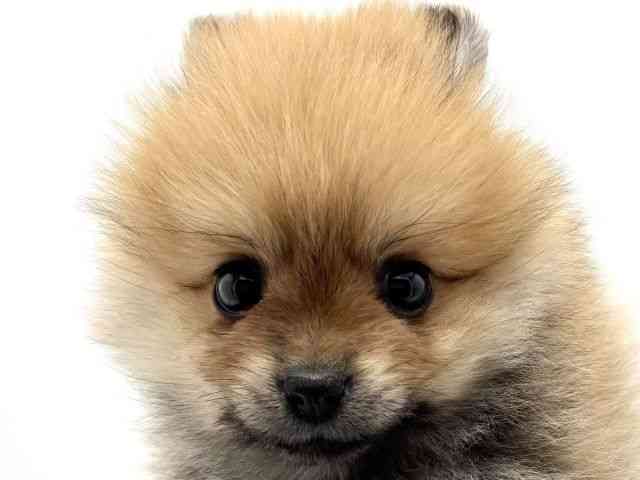 兵庫県のポメラニアン (ひごペットフレンドリークラウンパーク伊丹店/2026年2月4日生まれ/女の子/オレンジ)の子犬の1枚目の画像