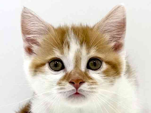 兵庫県のマンチカン (ひごペットフレンドリーイトーヨーカドー明石店/2026年2月2日生まれ/男の子/レッドタビーホワイト)の子猫の1枚目の画像