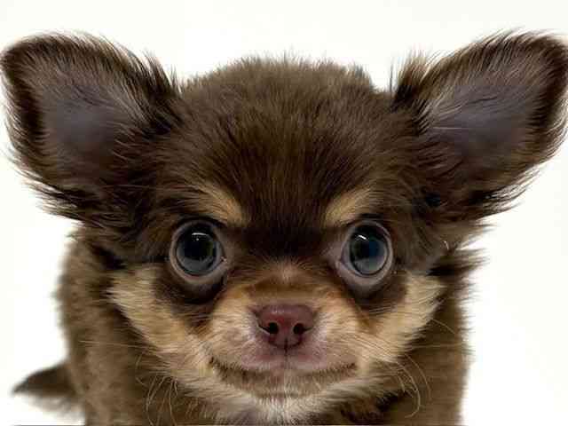 兵庫県のチワワ(ロング) (ひごペットフレンドリーブルメールHAT神戸店/2026年2月8日生まれ/女の子/チョコレートタン)の子犬の1枚目の画像