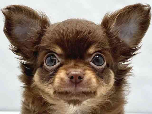 大阪府のチワワ(ロング) (ひごペットフレンドリーイトーヨーカドー津久野店/2026年2月8日生まれ/女の子/チョコレートタン)の子犬の1枚目の画像