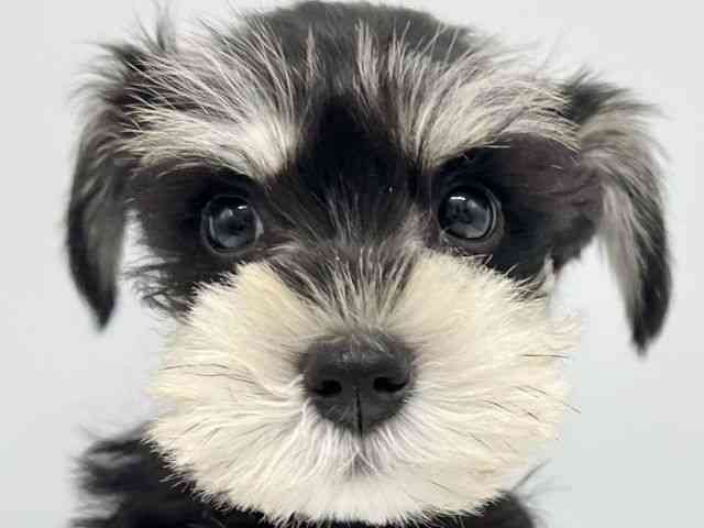 大阪府のミニチュアシュナウザー (ひごペットフレンドリーイオンタウン豊中庄内店/2026年2月6日生まれ/女の子/ブラックシルバー)の子犬の1枚目の画像