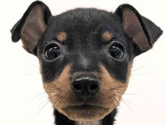 福岡県のミニチュアピンシャー (ひごペットフレンドリーリバーウォーク北九州店/2026年2月3日生まれ/男の子/ブラックタン)の子犬