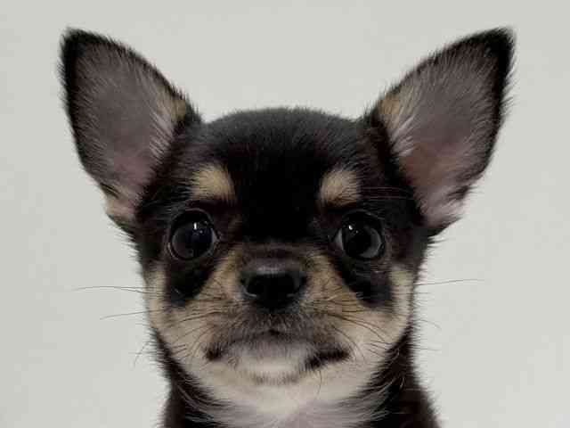 愛知県のチワワ(スムース) (ひごペットフレンドリーららぽーと名古屋みなとアクルス店/2026年2月3日生まれ/男の子/ブラックタンホワイト)の子犬