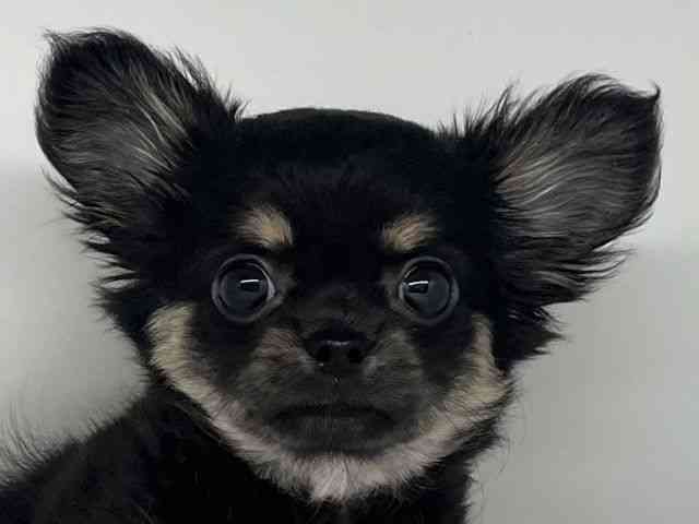 徳島県のチワワ(ロング) (ひごペットフレンドリーゆめタウン徳島店/2026年2月8日生まれ/女の子/ブラックタン)の子犬の1枚目の画像