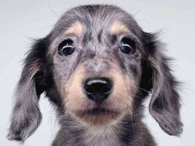 大阪府のミニチュアダックスフンド(ロング) (ひごペットフレンドリー瓜破店/2026年2月6日生まれ/女の子/シルバーダップル)の子犬の1枚目の画像