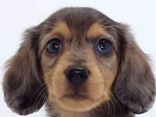 大阪府のミニチュアダックスフンド(ロング) (ひごペットフレンドリーいこらもーる泉佐野店/2026年2月6日生まれ/女の子/シルバーダップル)の子犬の1枚目の画像