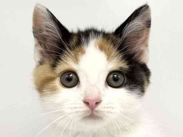 愛知県のスコティッシュフォールド (ひごペットフレンドリープライムツリー赤池店/2026年2月7日生まれ/女の子/ブラウンパッチドタビーホワイト)の子猫