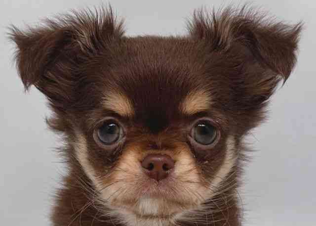 鳥取県のチワワ(ロング) (ひごペットフレンドリーイオンモール鳥取北店/2026年2月5日生まれ/女の子/チョコレートタンホワイト)の子犬の1枚目の画像