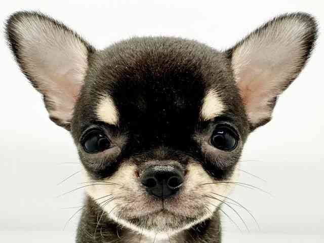 兵庫県のチワワ(スムース) (ひごペットフレンドリーコロワ甲子園店/2026年2月1日生まれ/男の子/ブラックタン)の子犬の1枚目の画像