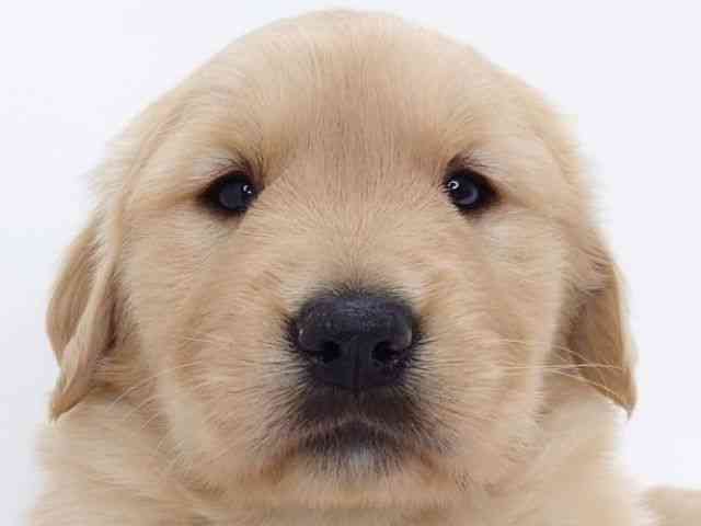 大阪府のゴールデンレトリバー (ひごペットフレンドリーいこらもーる泉佐野店/2026年2月5日生まれ/男の子/ゴールデン)の子犬