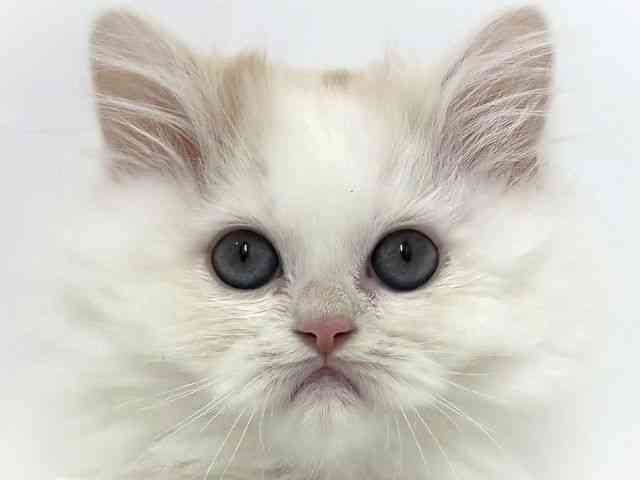 大阪府のサイベリアン (ひごペットフレンドリーベルファⅡ都島店/2026年2月7日生まれ/男の子/カメオホワイト)の子猫の1枚目の画像