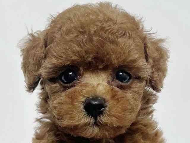 大阪府のトイプードル(トイ) (ひごペットフレンドリーアクロスプラザ住之江店/2026年2月6日生まれ/男の子/レッド)の子犬の1枚目の画像