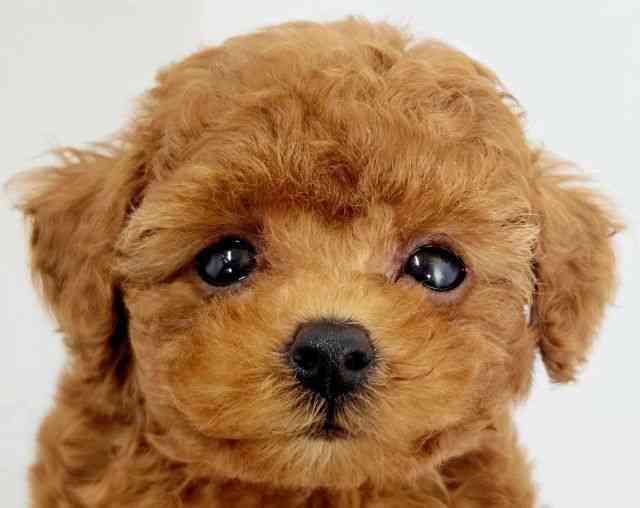 大阪府のトイプードル(トイ) (ひごペットフレンドリーアクロスプラザ住之江店/2026年2月6日生まれ/男の子/レッド)の子犬の1枚目の画像