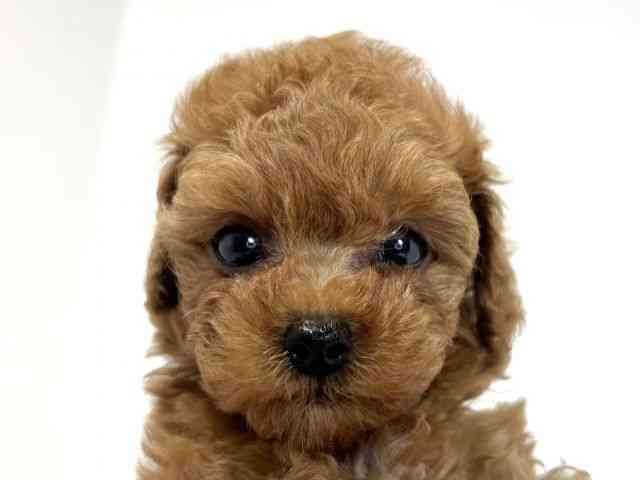 兵庫県のトイプードル(トイ) (ひごペットフレンドリーイトーヨーカドー明石店/2026年2月6日生まれ/男の子/レッド)の子犬の1枚目の画像