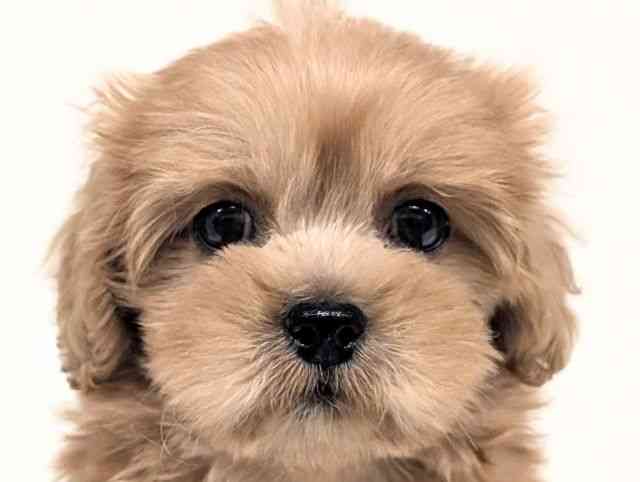 福岡県のペキプー(ペキニーズ×プードル) (ひごペットフレンドリーリバーウォーク北九州店/2026年2月6日生まれ/男の子/アプリコット)の子犬