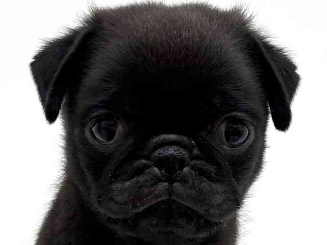 兵庫県のパグ (ひごペットフレンドリーブルメールHAT神戸店/2026年2月5日生まれ/男の子/ブラック)の子犬の1枚目の画像