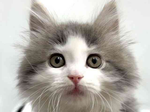 愛知県のサイベリアン (ひごペットフレンドリーヴィアモール アピタ江南西店/2026年2月7日生まれ/女の子/ブルータビーホワイト)の子猫