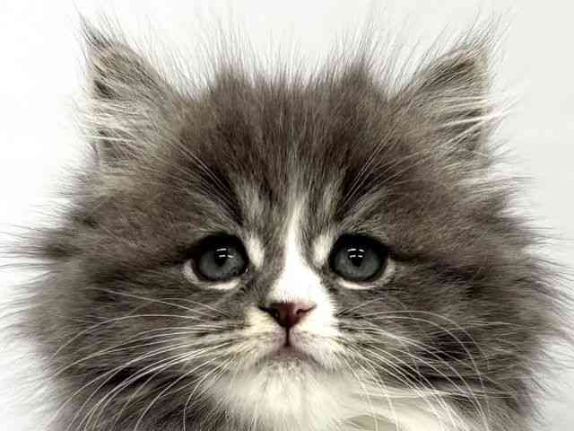 大阪府のサイベリアン (ひごペットフレンドリーイオンタウン茨木太田店/2026年2月1日生まれ/女の子/ブルータビーホワイト)の子猫の1枚目の画像