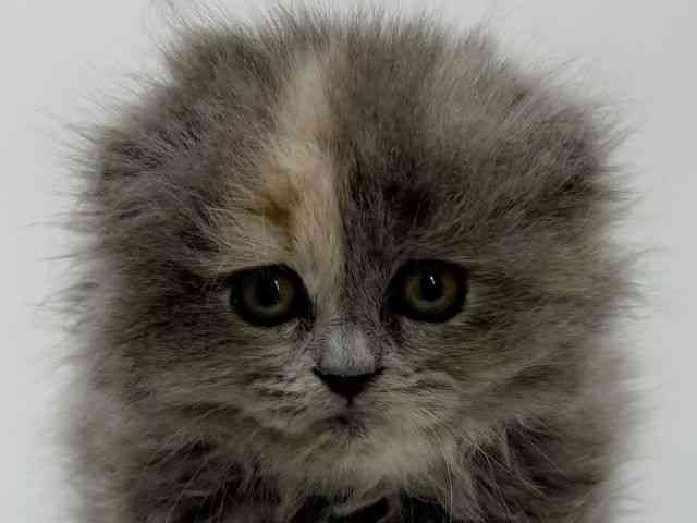 大阪府のスコティッシュフォールド (ひごペットフレンドリーアクロスプラザ住之江店/2026年2月7日生まれ/女の子/ブルークリーム)の子猫の1枚目の画像