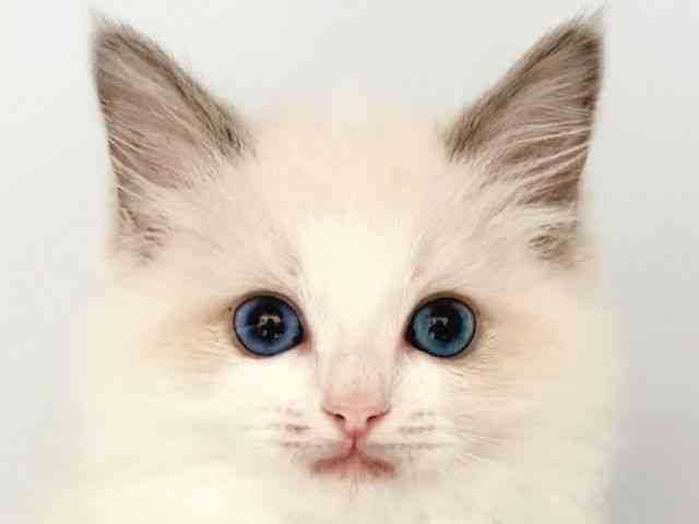 奈良県のラグドール (ひごペットフレンドリー田原本店/2026年2月6日生まれ/女の子/ブルーポイントバイカラー)の子猫の1枚目の画像