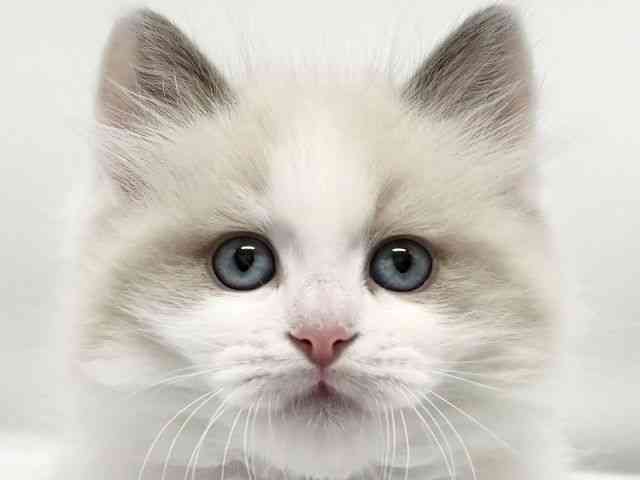 大阪府のラグドール (ひごペットフレンドリーイオンタウン豊中庄内店/2026年2月5日生まれ/男の子/ブルーポイントバイカラー)の子猫の1枚目の画像