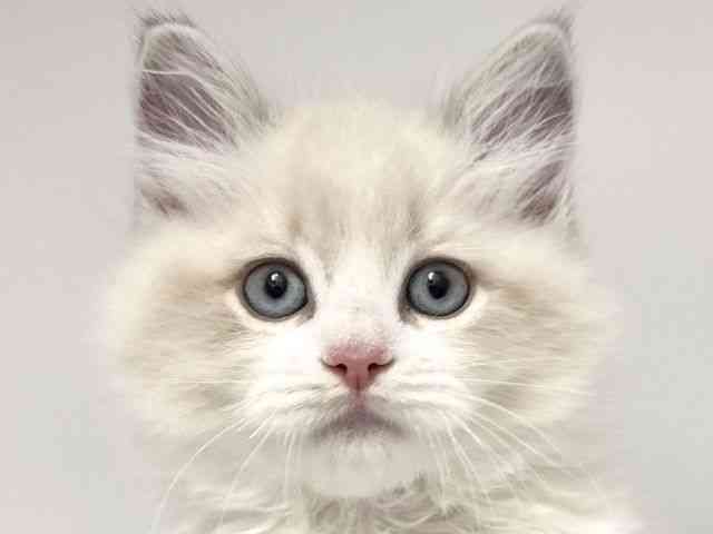 愛知県のラグドール (ひごペットフレンドリープライムツリー赤池店/2026年2月5日生まれ/男の子/ブルーポイントバイカラー)の子猫