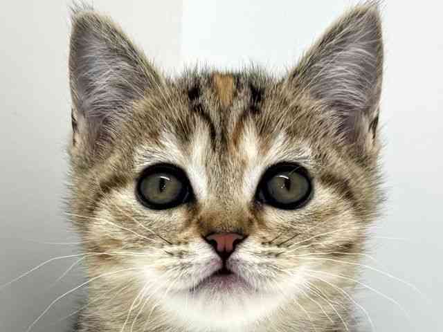 大阪府のマンチカン (ひごペットフレンドリーくずはモール店/2026年2月4日生まれ/女の子/ブラウンパッチドタビー)の子猫の1枚目の画像