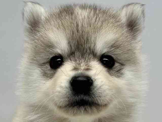 大阪府のポンスキー(ポメラニアン×シベリアンハスキー) (ひごペットフレンドリーセブンパーク天美店/2026年2月7日生まれ/男の子/シルバーホワイト)の子犬