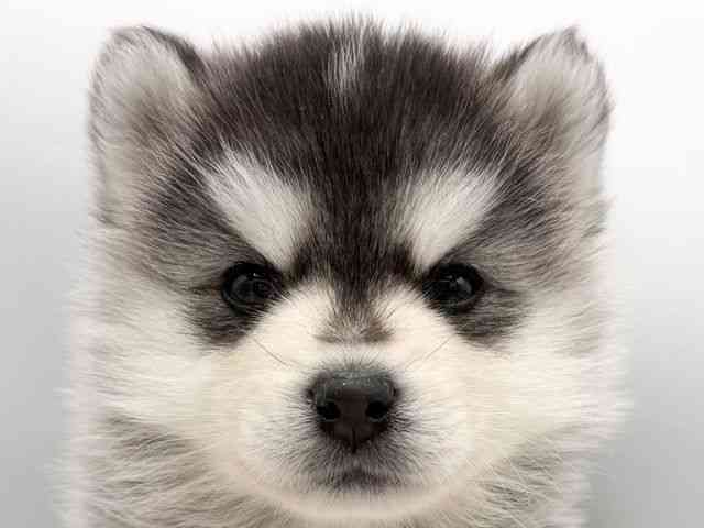 大阪府のポンスキー(ポメラニアン×シベリアンハスキー) (ひごペットフレンドリーららぽーとEXPOCITY店/2026年2月7日生まれ/男の子/ブラックホワイト)の子犬