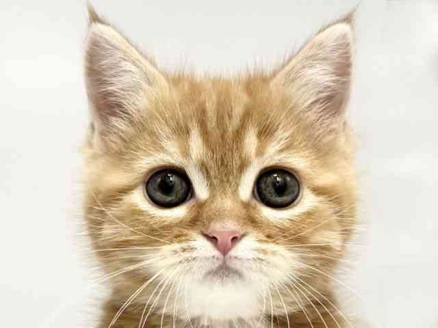 愛知県のマンチカン (ひごペットフレンドリープライムツリー赤池店/2026年2月7日生まれ/男の子/レッドタビー)の子猫