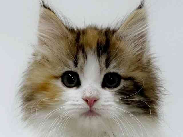 大阪府のノルウェージャンフォレストキャット (ひごペットフレンドリーアクロスプラザ住之江店/2026年2月1日生まれ/女の子/キャリコ)の子猫の1枚目の画像