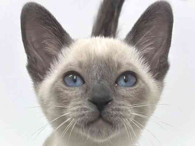 大阪府のシャム (ひごペットフレンドリーベルファⅡ都島店/2026年2月5日生まれ/女の子/ブルーポイント)の子猫の1枚目の画像