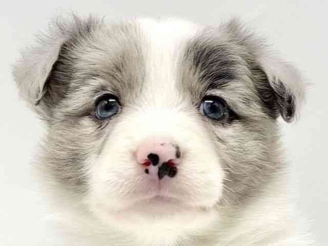 大阪府のボーダーコリー (ひごペットフレンドリーイオンタウン豊中庄内店/2026年2月4日生まれ/男の子/ブルーマール)の子犬の1枚目の画像