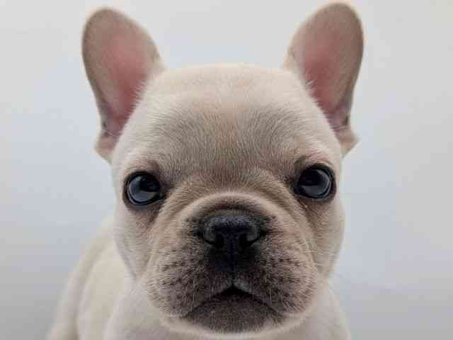 香川県のフレンチブルドッグ (ひごペットフレンドリーゆめタウン高松店/2026年2月8日生まれ/男の子/クリーム)の子犬の1枚目の画像