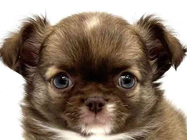 大阪府のチワワ(ロング) (ひごペットフレンドリーイオンタウン茨木太田店/2026年2月6日生まれ/男の子/チョコレートフォーンホワイト)の子犬の1枚目の画像