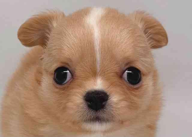 鳥取県のチワワ(ロング) (ひごペットフレンドリーイオンモール鳥取北店/2026年2月7日生まれ/男の子/クリーム)の子犬の1枚目の画像