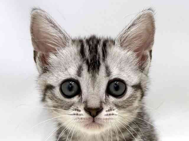 広島県のアメリカンショートヘアー (ひごペットフレンドリーゆめタウン廿日市店/2026年2月6日生まれ/女の子/シルバータビー)の子猫の1枚目の画像