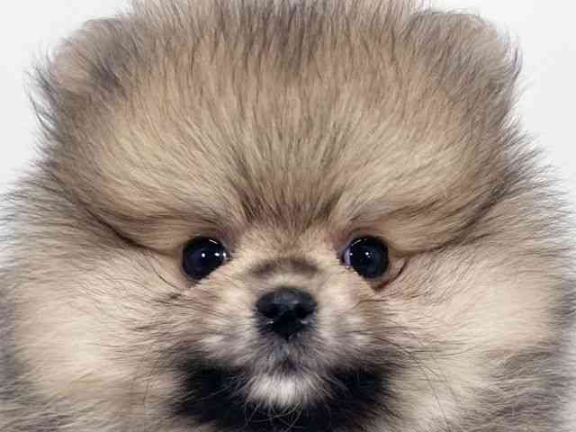 京都府のポメラニアン (ひごペットフレンドリーイズミヤショッピングセンター八幡店/2026年2月6日生まれ/女の子/オレンジ)の子犬の1枚目の画像