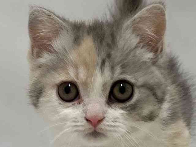 和歌山県のマンチカン (ひごペットフレンドリーパームシティ和歌山店/2026年2月3日生まれ/女の子/ブルーシルバーパッチドマッカレルタビー＆ホワイト)の子猫の1枚目の画像