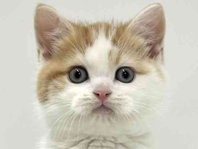 大阪府のスコティッシュフォールド (ひごペットフレンドリーアクロスプラザ住之江店/2026年2月6日生まれ/男の子/レッドタビーホワイト)の子猫の1枚目の画像