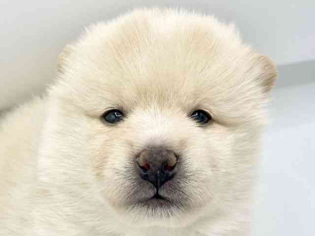 大阪府のポメ柴/豆ポメ/ポメ豆柴(ポメラニアン×柴犬) (ひごペットフレンドリーららぽーとEXPOCITY店/2026年2月8日生まれ/女の子/ホワイト)の子犬