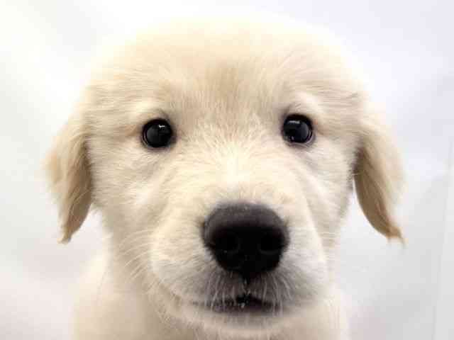 兵庫県のゴールデンレトリバー (ひごペットフレンドリークラウンパーク伊丹店/2026年1月31日生まれ/男の子/ゴールデン)の子犬の1枚目の画像