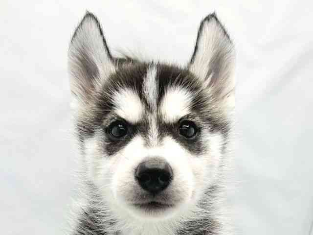 大阪府のシベリアンハスキー (ひごペットフレンドリーイトーヨーカドー津久野店/2026年2月7日生まれ/男の子/ブラックホワイト)の子犬の1枚目の画像