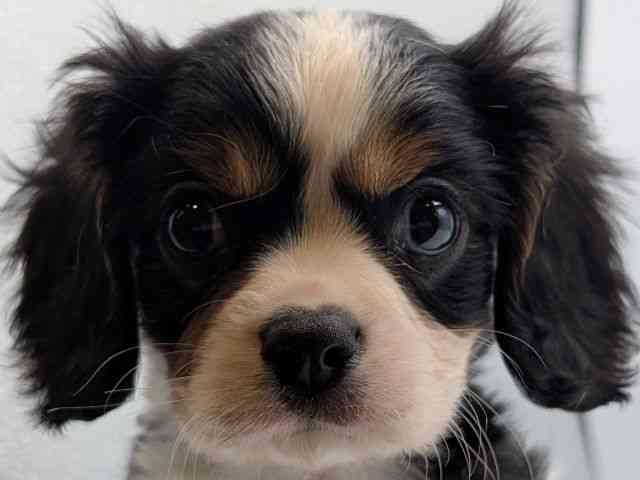 香川県のキャバリアキングチャールズスパニエル (ひごペットフレンドリーゆめタウン高松店/2026年2月2日生まれ/男の子/トライカラー)の子犬の1枚目の画像