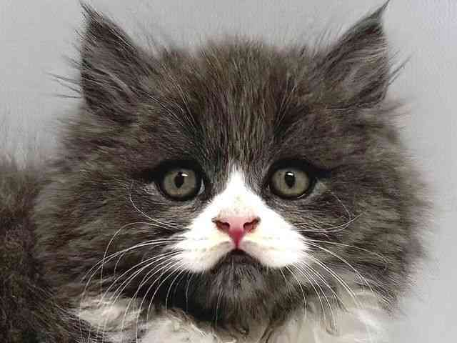 奈良県のマンチカン (ひごペットフレンドリー奈良パワーシティ店/2026年2月4日生まれ/男の子/ブルーホワイト)の子猫の1枚目の画像